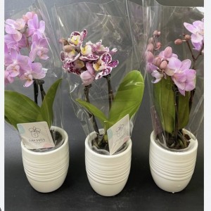 Орхидея мини в керамическом кашпо